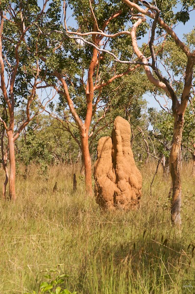 AustraliaAdelaide 10  031